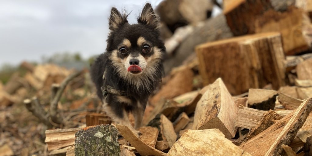 Dog on logs